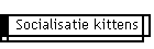 Socialisatie kittens
