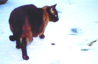 Jerommeke in de sneeuw 2001