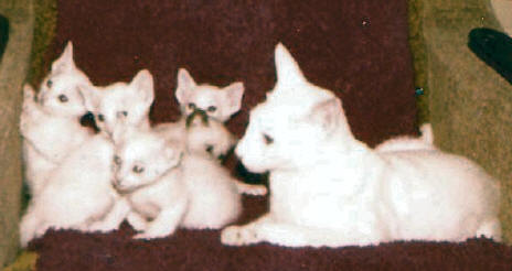 Kittie met kittens van Eisja