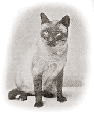 Champion Wankee, 1898: the first Siamese Champion